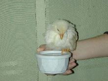 chick